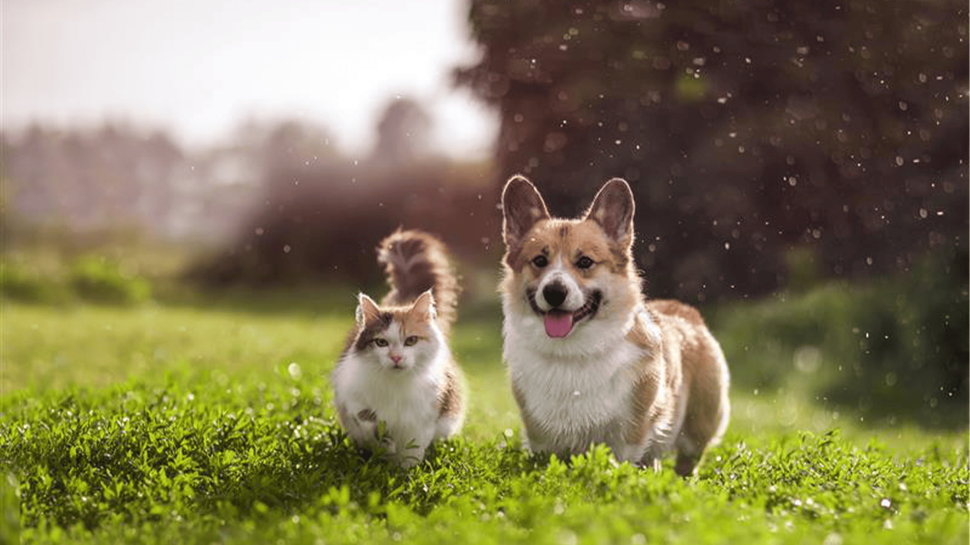 découvrez tout sur le remboursement de l’assurance animaux crédit mutuel en 2025 : délais, démarches, conditions et prise en charge des frais vétérinaires pour votre compagnon.